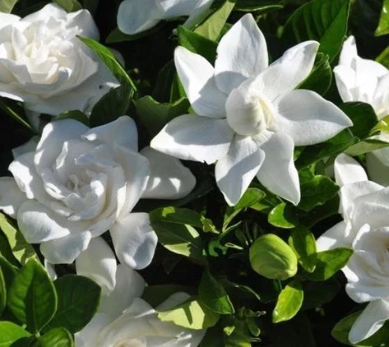 Summer Snow Gardenia - Live Plant - ( 1 QT ) - Cold Hardy