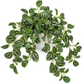 Artificial Potted Plant Faux Watermelon Peperomia Trailing Vine Home Decor