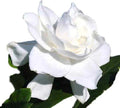 Summer Snow Gardenia - Live Plant - ( 1 QT ) - Cold Hardy