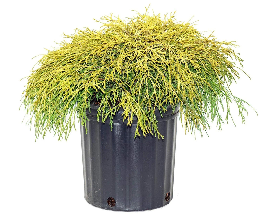 Gold Mop Weeping Threadleaf Cypress - Live Plant - 3 Gallon Pot