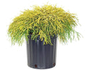 Gold Mop Weeping Threadleaf Cypress - Live Plant - 3 Gallon Pot