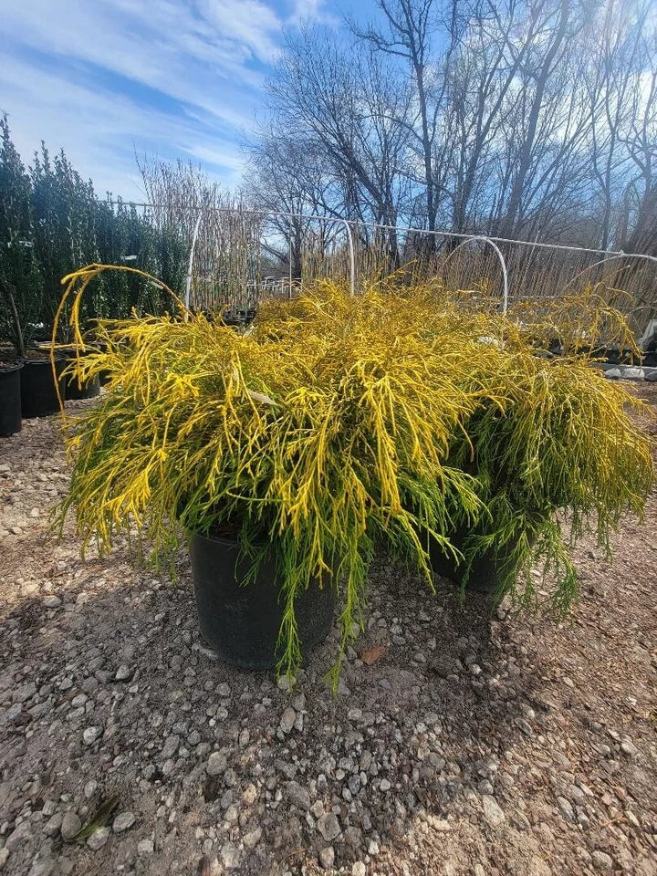 Gold Mop Weeping Threadleaf Cypress - Live Plant - 3 Gallon Pot